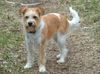 Kromfohrländer Foto: Fine von der Napoleonsnase (ID 3166) Kromfohrländer Hund