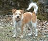 Kromfohrländer Foto: Fine von der Napoleonsnase (ID 3215) Kromfohrländer Hund