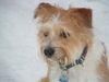 Kromfohrländer Foto: Fine von der Napoleonsnase - im Schnee. (ID 2557) Kromfohrländer Hund