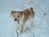 Kromfohrländer Foto: Fine von der Napoleonsnase. (ID 2559) Kromfohrländer Hund