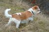 Kromfohrländer Foto: FINE VON DER NAPOLEONSNASE (ID 17718) Kromfohrländer Hund