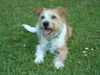 Kromfohrländer Foto: Fine von der Napoleonsnase (ID 22341) Kromfohrländer Hund