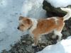 Kromfohrländer Foto: Fine von der Napoleonsnase (ID 2580) Kromfohrländer Hund