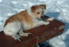 Kromfohrländer Foto: Fine von der Napoleonsnase (ID 2679) Kromfohrländer Hund