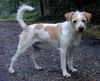 Kromfohrländer Foto: Fips von der Napoleonsnase mit 5 1/2 Jahren (ID 25596) Kromfohrländer Hund