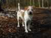Kromfohrländer Foto: Fips (ID 30064) Kromfohrländer Hund