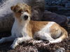 Kromfohrländer Foto: Flax vom Steenbrook (ID 33199) Kromfohrländer Hund