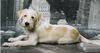 Kromfohrländer Foto: Frascati vom Isarflimmern (ID 17490) Kromfohrländer Hund