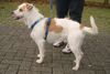 Kromfohrländer Foto: Kromfohrländerrüde 1 Jahr (ID 27429) Kromfohrländer Hund