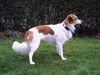 Kromfohrländer Foto: Dies ist Atego vom glatten Kiesel (ID 17246) Kromfohrländer Hund
