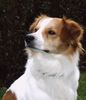 Kromfohrländer Foto: Dies ist Atego vom glatten Kiesel (ID 17247) Kromfohrländer Hund