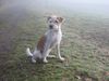 Kromfohrländer Foto: Erbse vom Isarflimmern (ID 11081) Kromfohrländer Hund