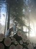 Kromfohrländer Foto: Erbse vom Isarflimmern (ID 9207) Kromfohrländer Hund