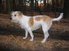 Kromfohrländer Foto: Banja vom Teglinger Bach (ID 6791) Kromfohrländer Hund