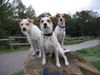 Kromfohrländer Foto: Banja vom Teglinger Bach mit ihren Töchtern Aica-Arwen (Mitte) und Amy von der Aragorner Höhle (ID 15005) Kromfohrländer Hund