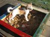 Kromfohrländer Foto: Erbse, 5 Monate alt (ID 7399) Kromfohrländer Hund