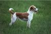 Kromfohrländer Foto: Jazzmo Acapella-Katla (ID 1893) Kromfohrländer Hund