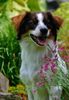 Kromfohrländer Foto (ID 33472) Kromfohrländer Hund