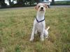 Kromfohrländer Foto: Fango vom Isarflimmern, 1 Jahr (ID 23998) Kromfohrländer Hund