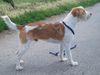 Kromfohrländer Foto: Fango vom Isarflimmern, 1 Jahr (ID 23997) Kromfohrländer Hund