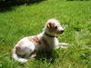 Kromfohrländer Foto: Anton(Toni) vom Seppenserberg (ID 24942) Kromfohrländer Hund