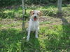 Kromfohrländer Foto: Fango v. Isarflimmern (ID 24774) Kromfohrländer Hund