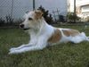 Kromfohrländer Foto: Banja vom Teglinger Bach (ID 2954) Kromfohrländer Hund