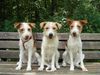 Kromfohrländer Foto: Querula, Katla und Quiltie (_N_ellie) von der Holderheide (ID 12481) Kromfohrländer Hund