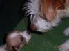 Kromfohrländer Foto: Erste Annäherung (ID 18236) Kromfohrländer Hund