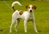 Kromfohrländer Foto: Diego vom Bellenbrünnle (7 Monate) (ID 28137) Kromfohrländer Hund