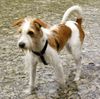 Kromfohrländer Foto: Bell - Ronja von den Urdenbacher Kämpen (ID 28255) Kromfohrländer Hund