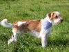 Kromfohrländer Foto: Fango vom Isarflimmern, Rüde, Rauh-Mittellang, 1 1/2 Jahre (ID 28127) Kromfohrländer Hund
