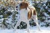 Kromfohrländer Foto: Hkus vom Isarflimmern (ID 28290) Kromfohrländer Hund
