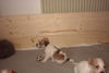 Kromfohrländer Foto: WM-Fan Gissella vom Isarflimmern (ID 28289) Kromfohrländer Hund