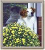 Kromfohrländer Foto: Kromfohrländer Atilla auf der Terrasse (ID 2647) Kromfohrländer Hund