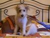 Kromfohrländer Foto: Amati auf'm Bett (ID 28292) Kromfohrländer Hund