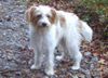 Kromfohrländer Foto: Caramba (ID 16007) Kromfohrländer Hund