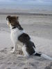 Kromfohrländer Foto: Andro (Andor von den Lahberger Weegen) (ID 26327) Kromfohrländer Hund