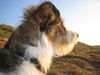 Kromfohrländer Foto: Andro (Andor von den Lahberger Weegen) (ID 26328) Kromfohrländer Hund