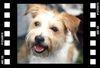 Kromfohrländer Foto: Fine von der Napoleonsnase (ID 8286) Kromfohrländer Hund