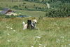 Kromfohrländer Foto: Fango vom Isarflimmern und Cirley beim Wandern (ID 33163) Kromfohrländer Hund