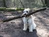 Kromfohrländer Foto: Indio vom Rosenbüel (ID 22029) Kromfohrländer Hund