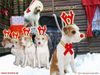 Kromfohrländer Foto: Ho,ho,ho! Santa-Kromis wünschen Frohe Weihnachten (ID 16560) Kromfohrländer Hund