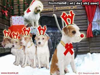 Kromfohrländer Hunde Foto 16560 in höherer Auflösung ansehen Kromfohrländer Ho,ho,ho! Santa-Kromis wünschen Frohe Weihnachten