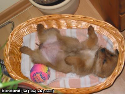 Kromfohrländer Hunde Foto 3009 Kromfohrländer Sunny - 10 Wochen - der Sonnenschein in der Familie