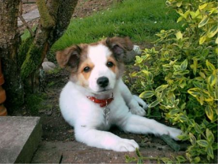 Kromfohrländer Hunde Foto 2370 Kromfohrländer unser