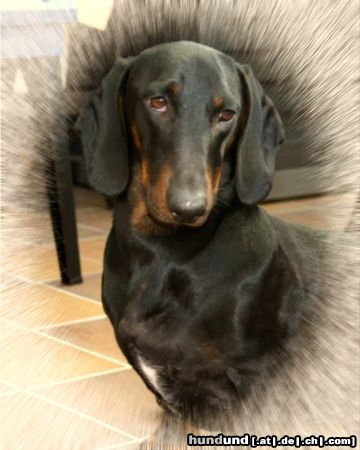 Kurzhaardackel Hunde Foto 23403 in höherer Auflösung ansehen Kurzhaardackel Bodo