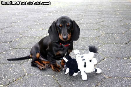 Kurzhaardackel Hunde Foto 18147 in höherer Auflösung ansehen Kurzhaardackel Bodo 11 Wochen