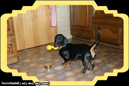 Kurzhaardackel Hunde Foto 21975 Kurzhaardackel Bodo 14 Monate