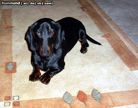 Kurzhaardackel Hunde Foto 18759 in höherer Auflösung ansehen Kurzhaardackel Bodo 10 Monate